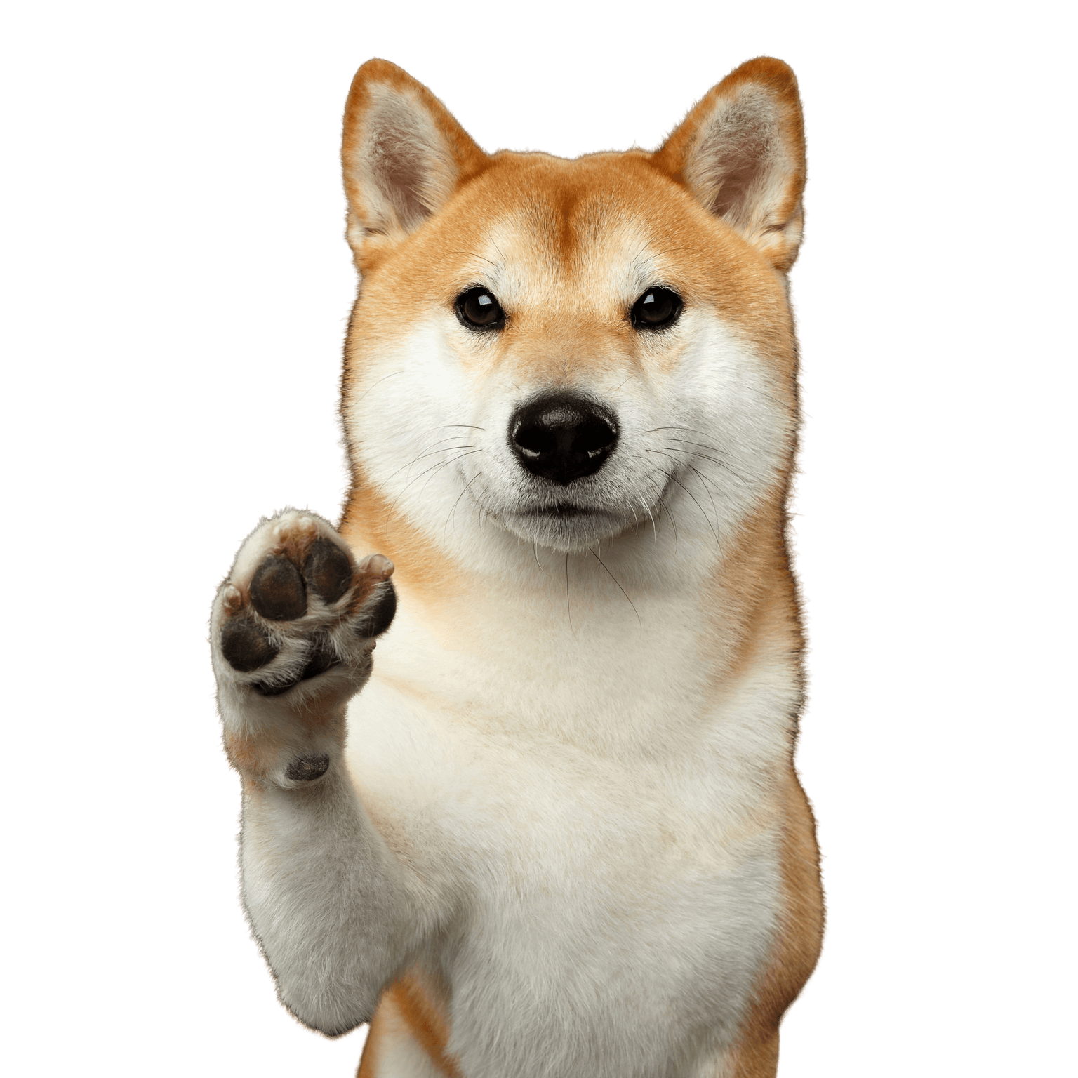 Hund, Säugetier, Wirbeltier, Canidae, Shiba Inu, schöner kleiner Hund, japanische Hunderasse, weiß brauner Hund mit Stehohren und dichtem Fell, mittellanges Fell, gerollte Rute, sture Hunderasse, schwererziehbare Hunderasse, Lieblingsrasse von Thomas