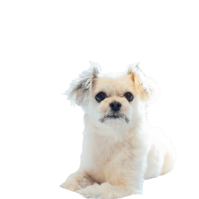 Shih Tzu Pomeranian Zwergspitz Mischling