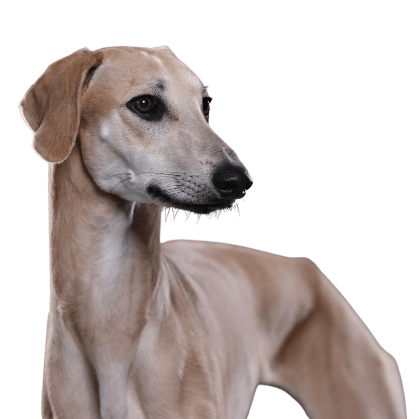 Sloughi, arabischer Windhund, dünner großer Hund, blonder Hund, große Hunderasse
