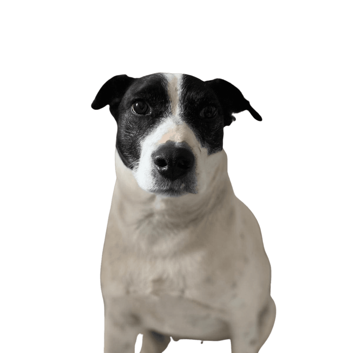 Hund,Hunderasse,Fleischfresser,Kitz,Begleithund,Arbeitstier,Schnauze,Halsband,Sportliche Gruppe,Boston Terrier,