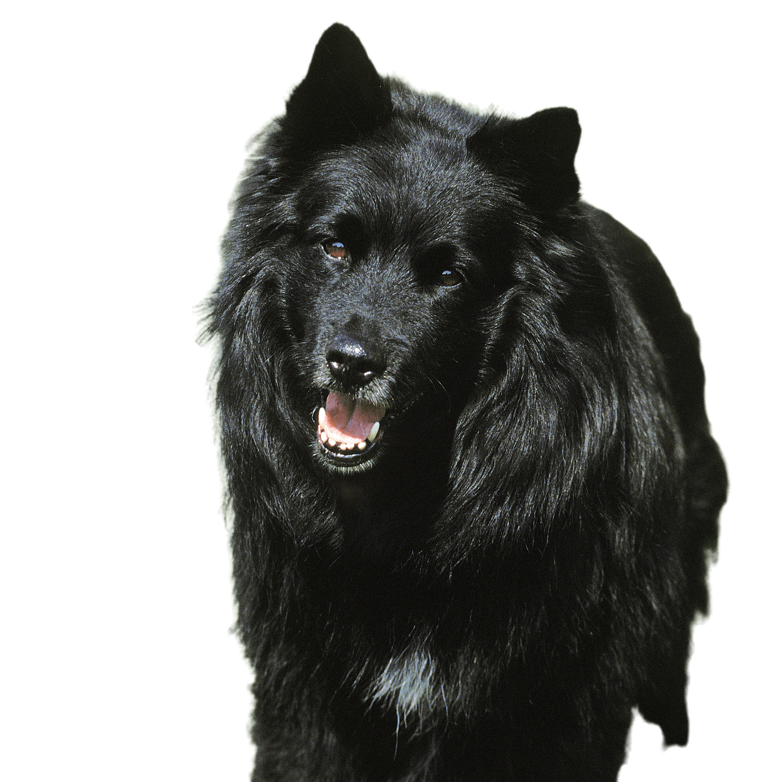 Swedischer Lapphund im Stehen