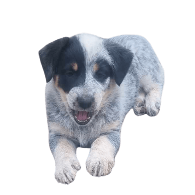 Hund,Fleischfresser,Hunderasse,Ball,Gelangweilt,Sportliche Gruppe,Canidae,Pfote,Begleithund,Jagdhund,