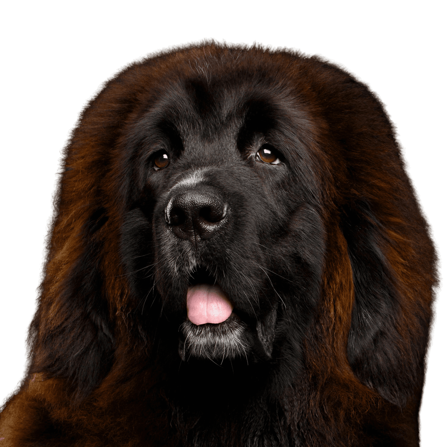 Tibetischer Mastiff rot roter tibetischer Mastiff, Tibetischer Hund, Tibet Rasse, Hund ähnlich Leonberger, großer brauner Hund, Riesenrasse, Hund, Säugetier, Wirbeltier, Hunderasse, Canidae, Riesenhunderasse, Rasse ähnlich Neufundland, Fleischfresser, Leonberger ähnlicher großer Hund in braun und schwarz, Sporting Group,