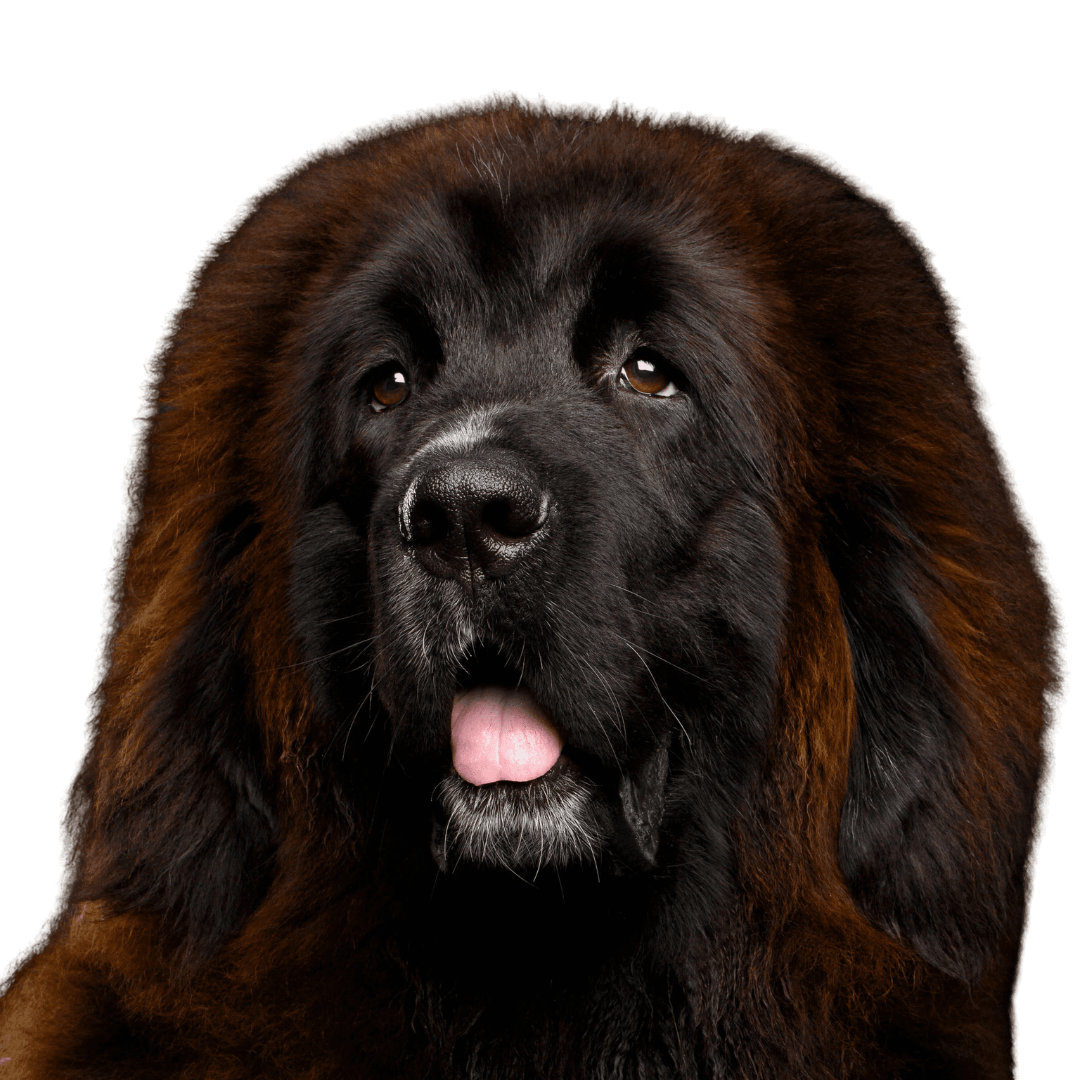 roter tibetischer Mastiff, Tibetischer Hund, Tibet Rasse, Hund ähnlich Leonberger, großer brauner Hund, Riesenrasse, Hund, Säugetier, Wirbeltier, Hunderasse, Canidae, Riesenhunderasse, Rasse ähnlich Neufundland, Fleischfresser, Leonberger ähnlicher großer Hund in braun und schwarz, Sporting Group,