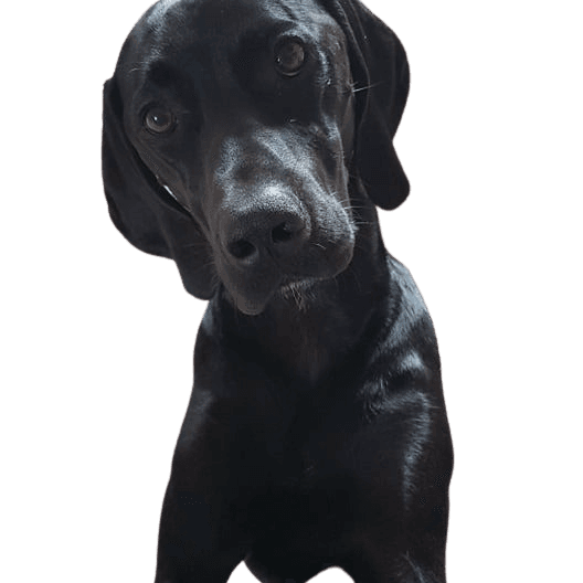 Vizsla Pointer © Anja Sander Hund,Fleischfresser,Hunderasse,Leber,Schnauze,Sportliche Gruppe,Arbeitstier,Begleithund,Jagdhund,Borador,