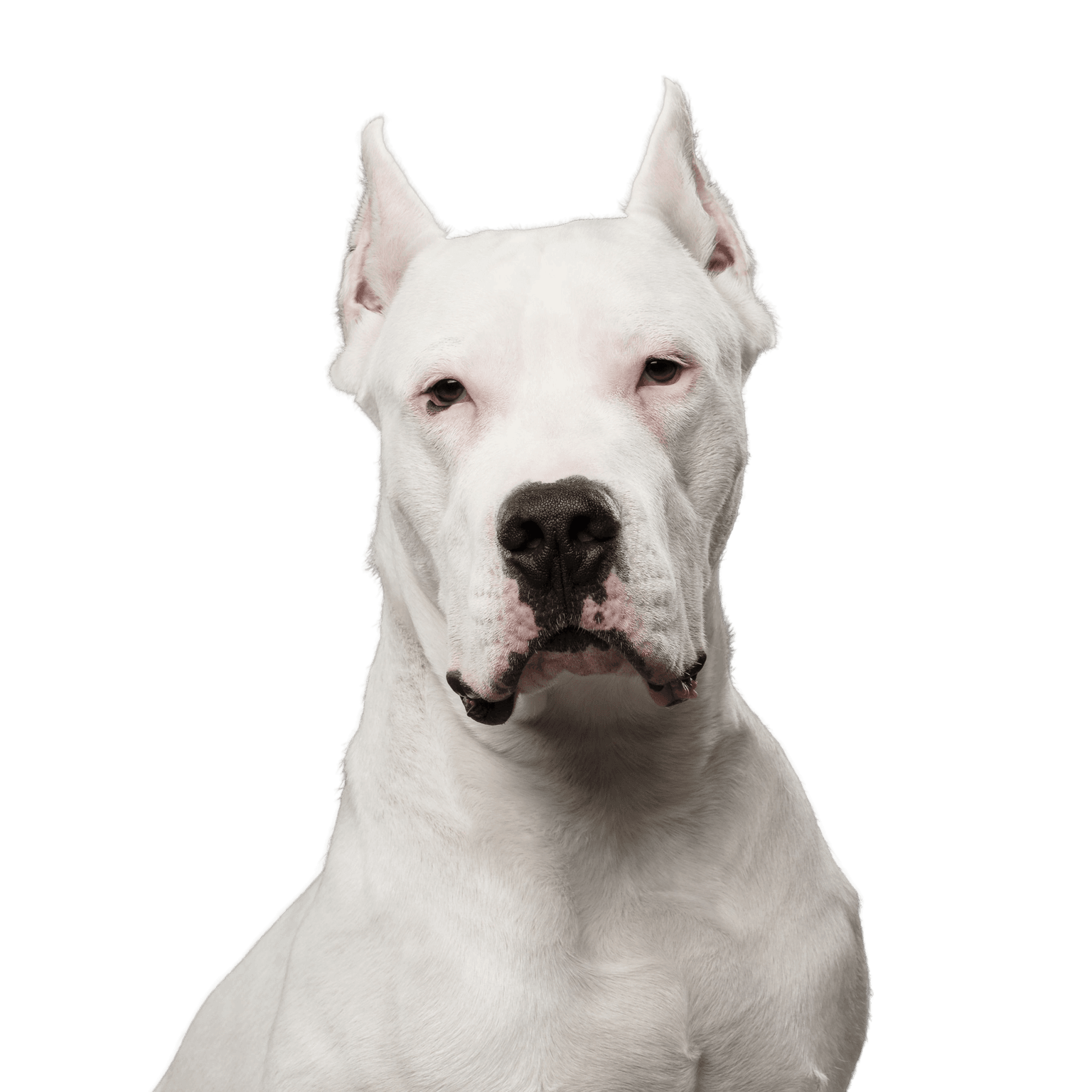 Hund, Säugetier, Wirbeltier, Canidae, Hunderasse, Dogo Argentino weiß mit schwarzer Nase und kupierten Stehohren, Cordoba Kampfhund, Fleischfresser, Rasse ähnlich englischer weißer Terrier, Argentinische Dogge, Kampfhund, aggressive Hunderasse