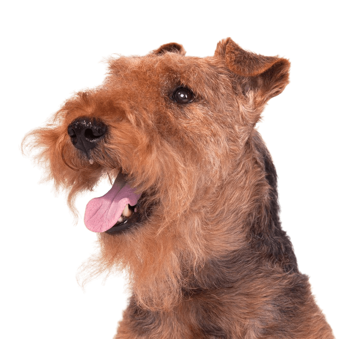 Welsh Terrier Rassebeschreibung, Temperament und Charakter des Terriers aus Wales, Hunderasse aus England, Hund aus Wales, brauner Hund ähnlich Foxterrier