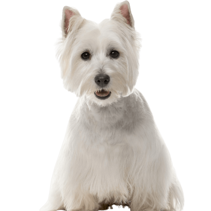 West Highland White Terrier Charakterbeschreibung und mehr, kleiner weißer Hund mit STehohren aus Schottland