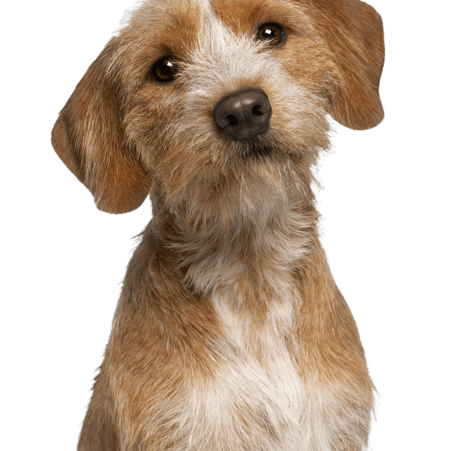 Close-up of a Basset Fauve de Bretagne, 1 year old, against a white background