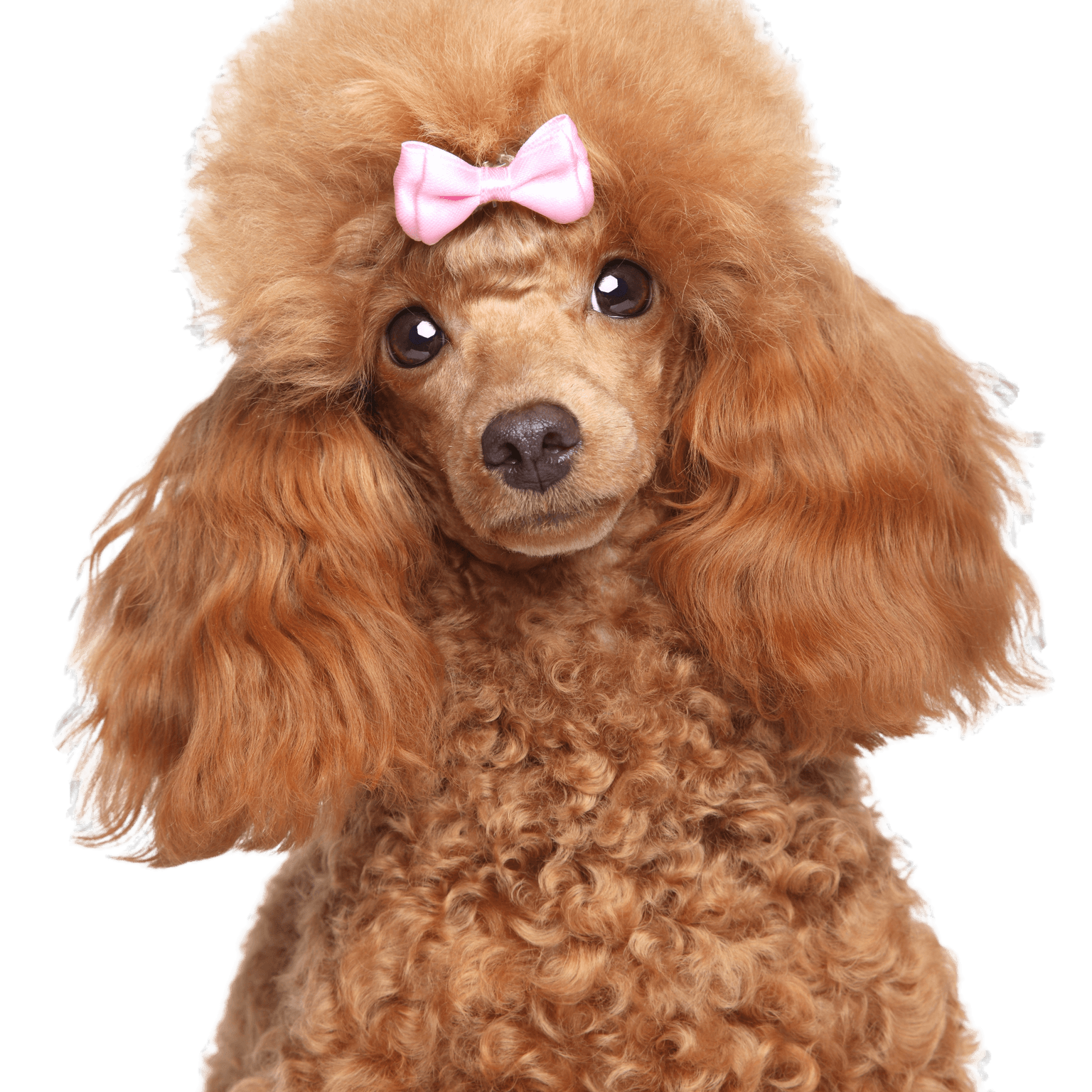Toy poodle puppy close-up portrait on a white background