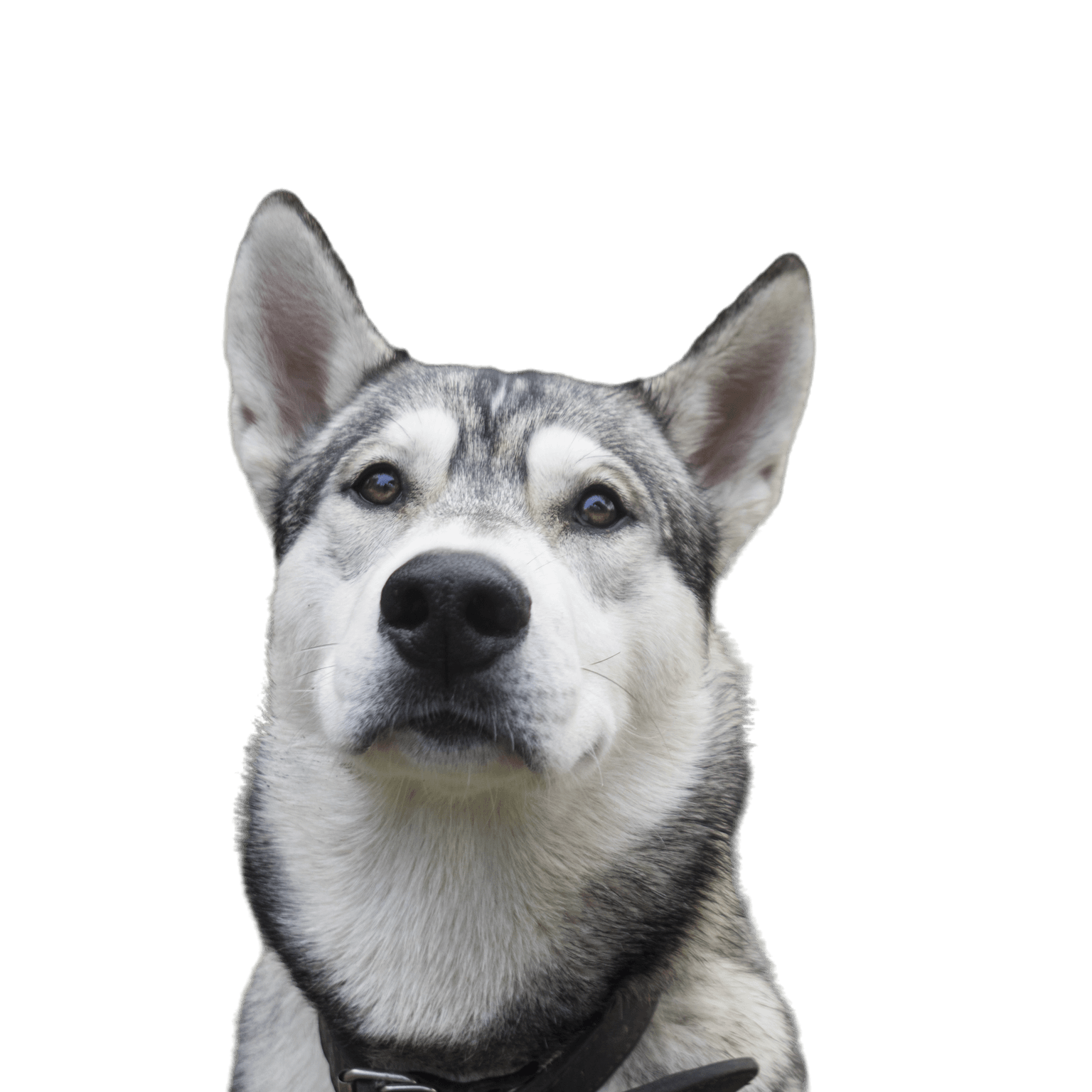 Close up of east siberian laika walking in park