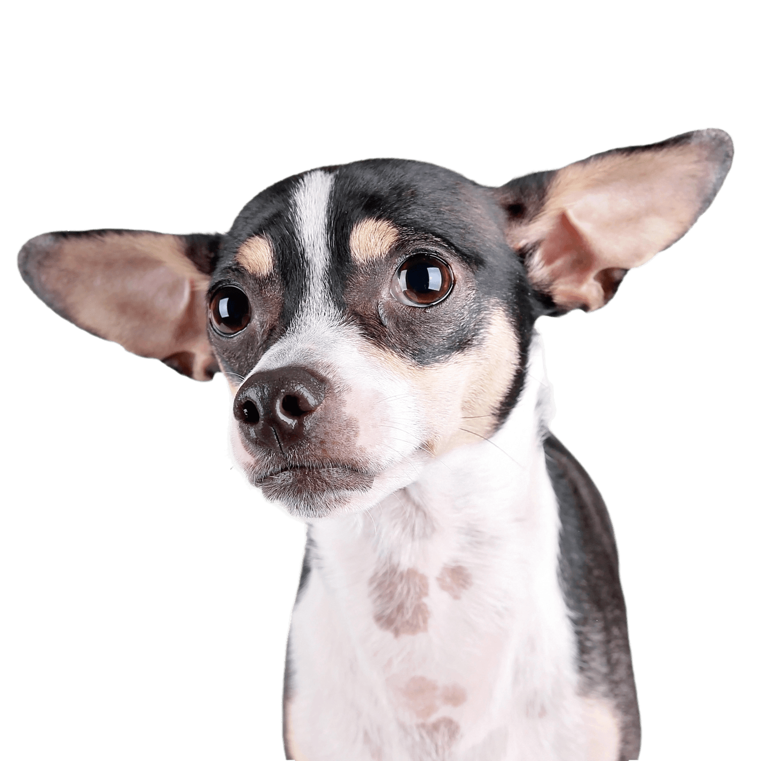 Cute Chihuahua-Ratter-Terrier mix on a white background Cute chihuahua-rat-terrier mix on an isolated white background