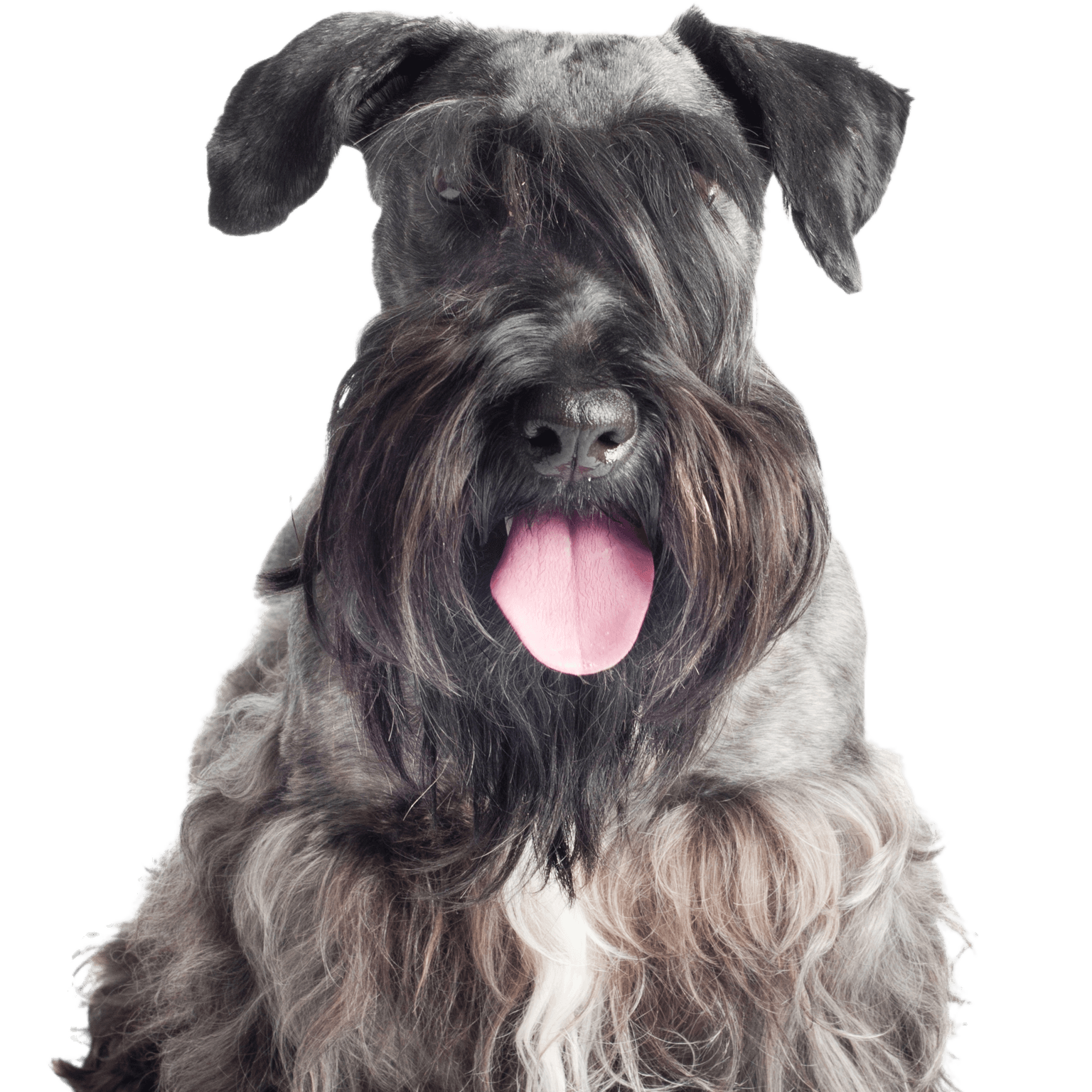 Czech terrier dog isolated