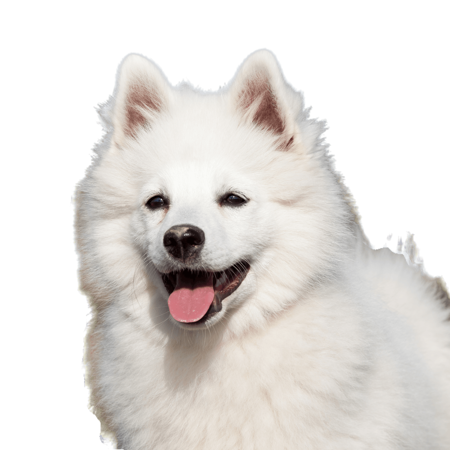 Portrait of a nice German spitz