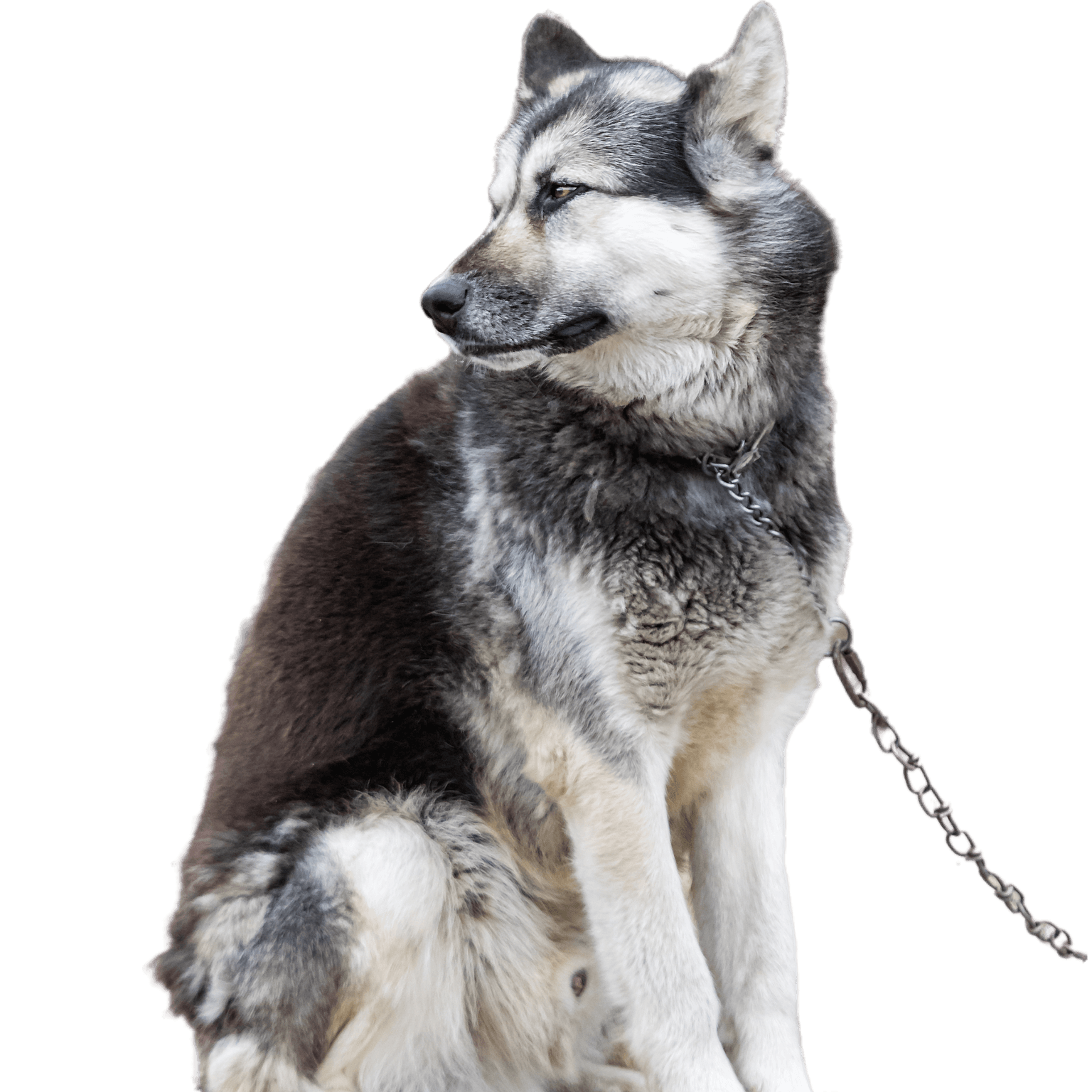 A Canadian Arctic Eskimo dog stands outdoors in Clyde River, Nunavut, Canada.