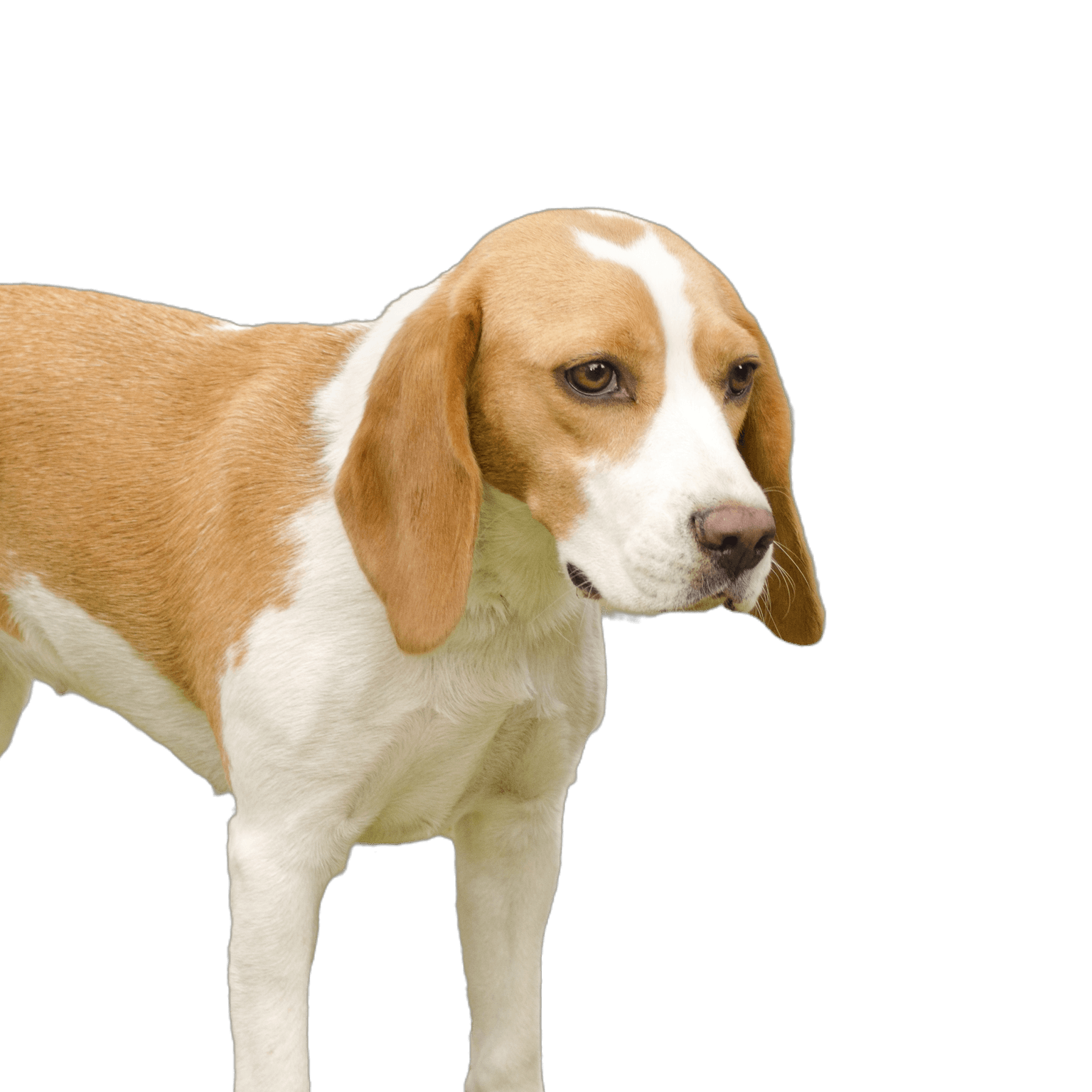 A young, pretty, white-orange Istrian Shorthaired Hound puppy stands on the lawn. The Istrian Shorthaired Hound is a sniffer dog for hunting hares and foxes.