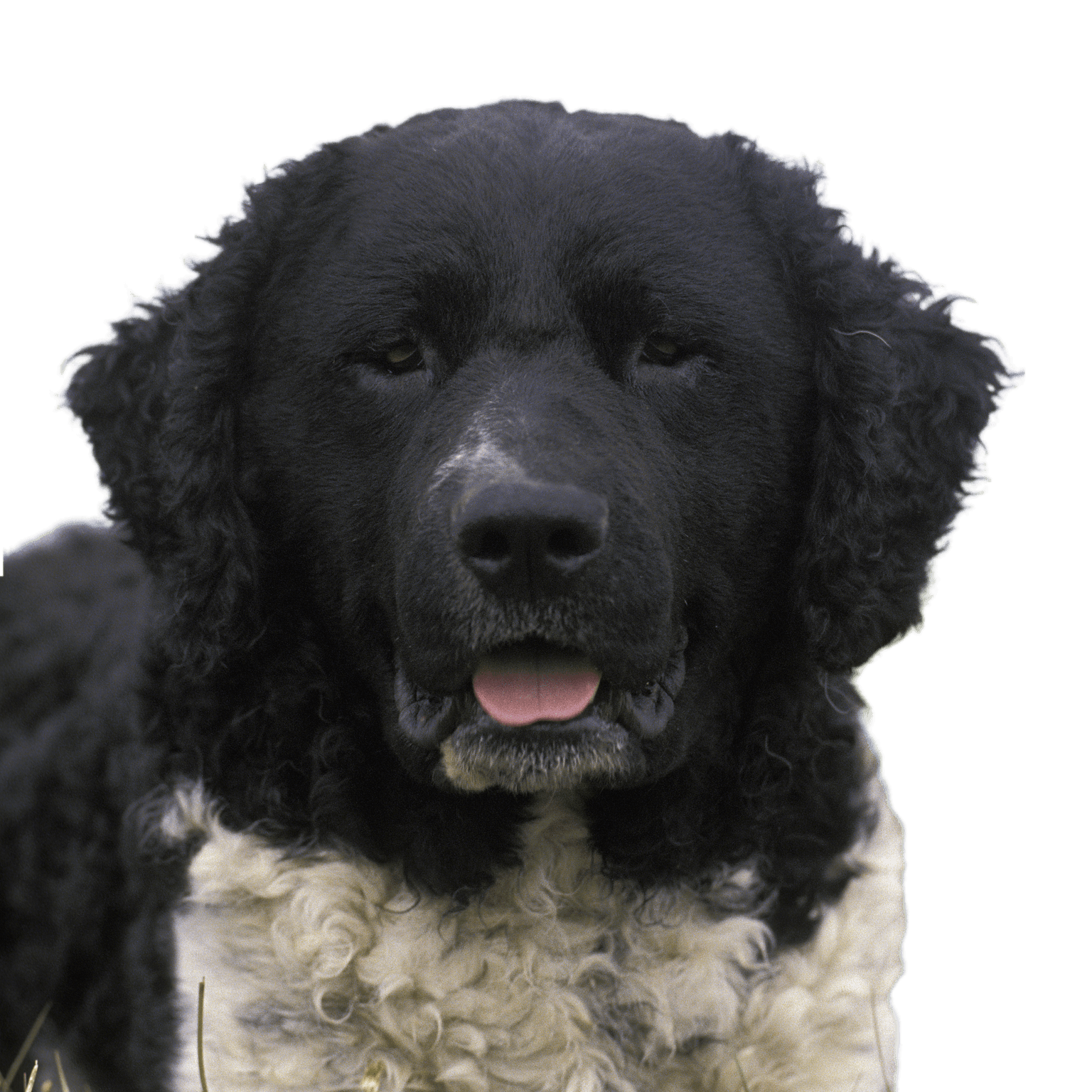 Frisian water dog lying on grass