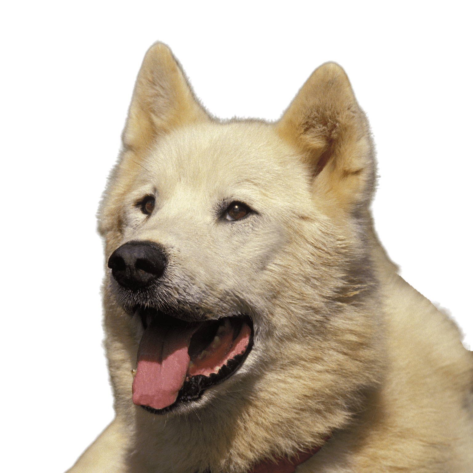 Greenland dog portrait