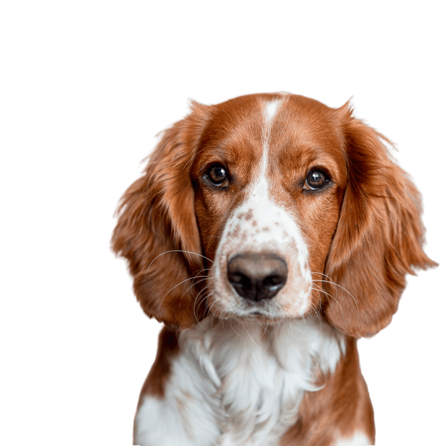 Cute welsh springer spaniel dog at home. Helthy adorable pretty dog.
