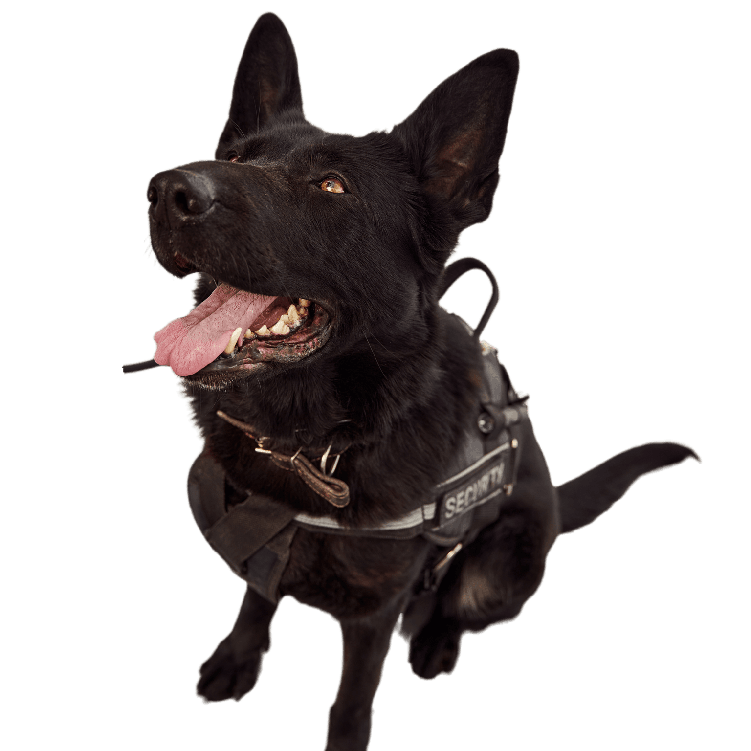 Black Norwegian moose dog sitting on the ground and sticking out its tongue while patrolling the airport terminal