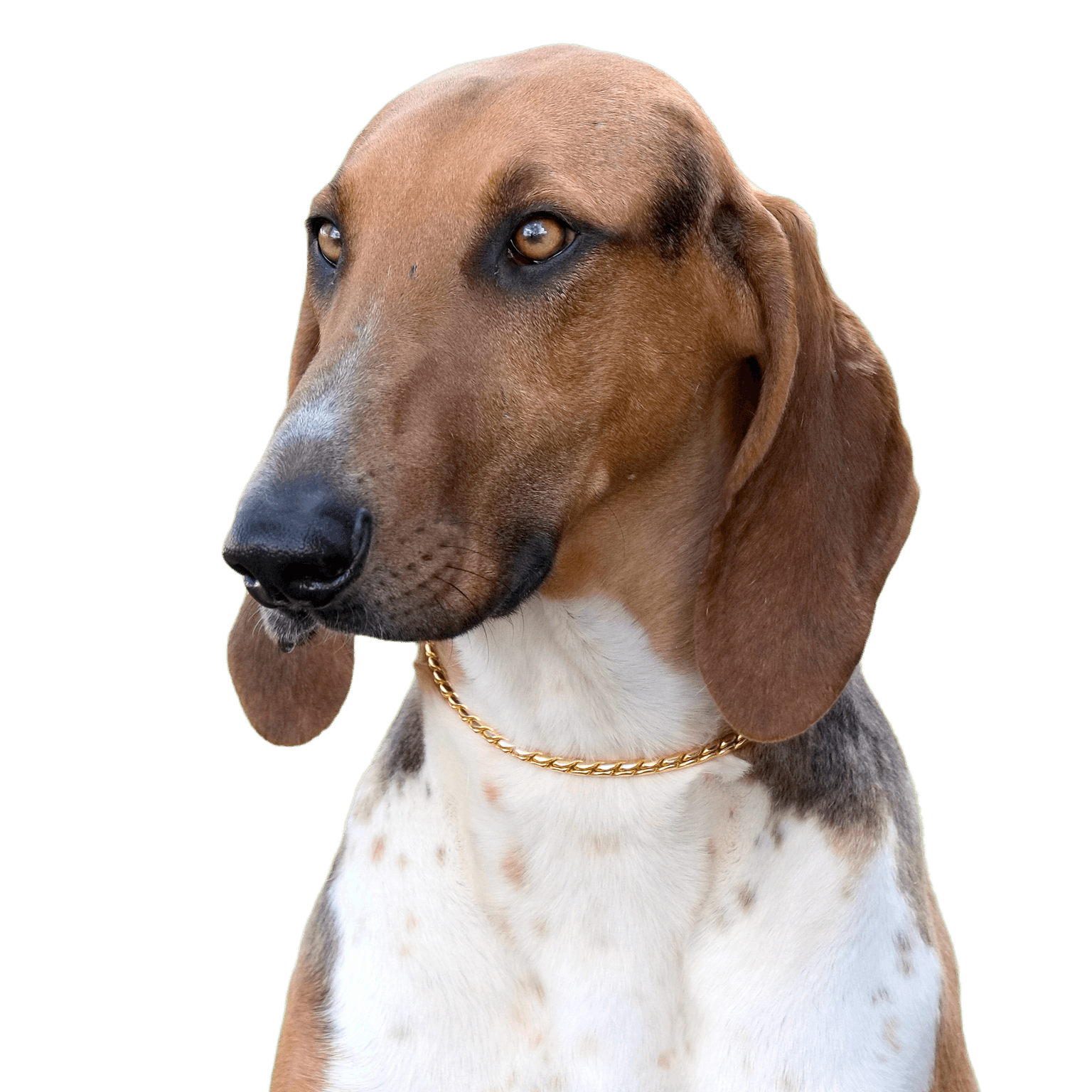 Portrait of a typical scenthound poitevin in a spring meadow