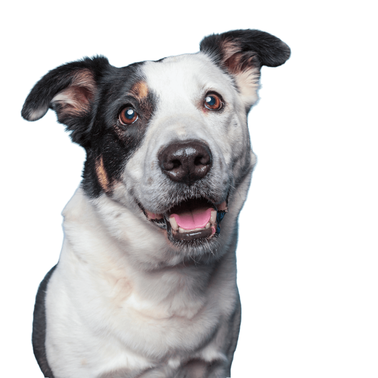 Cute border collie mix cattle dog on an isolated background studio shot Cute border collie mix cattle dog on an isolated background studio shot