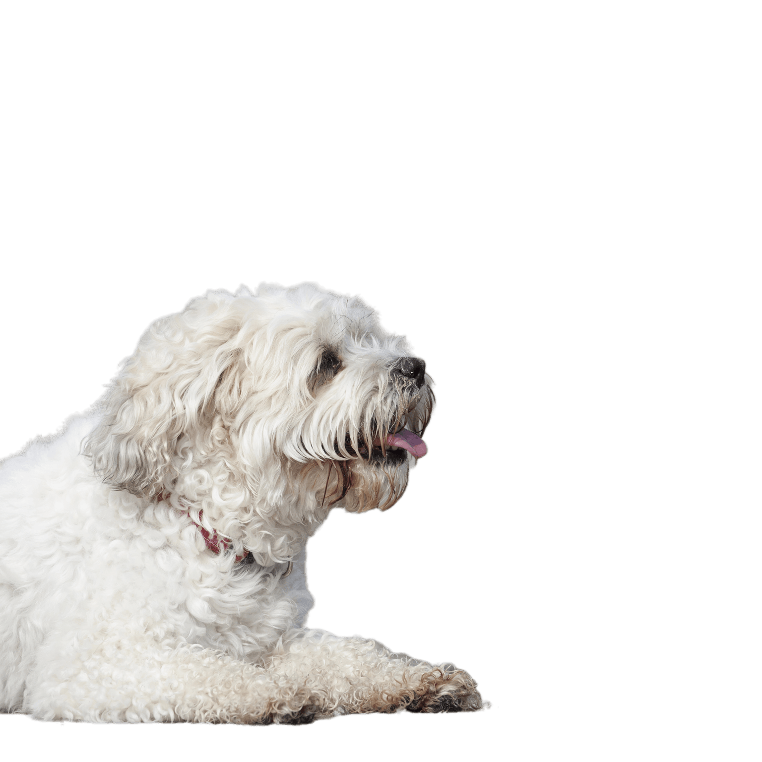 Adorable dog who is a mix of Shih Tzu and Bichon Frise Adorable dog who is a mix of Shih Tzu and Bichon Frise