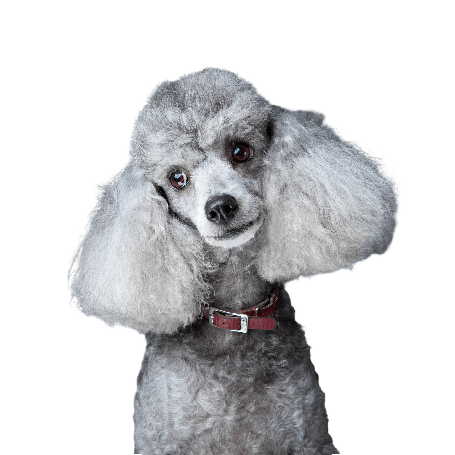 Close-up portrait of an obedient little gray poodle with a red leather collar on a gray background