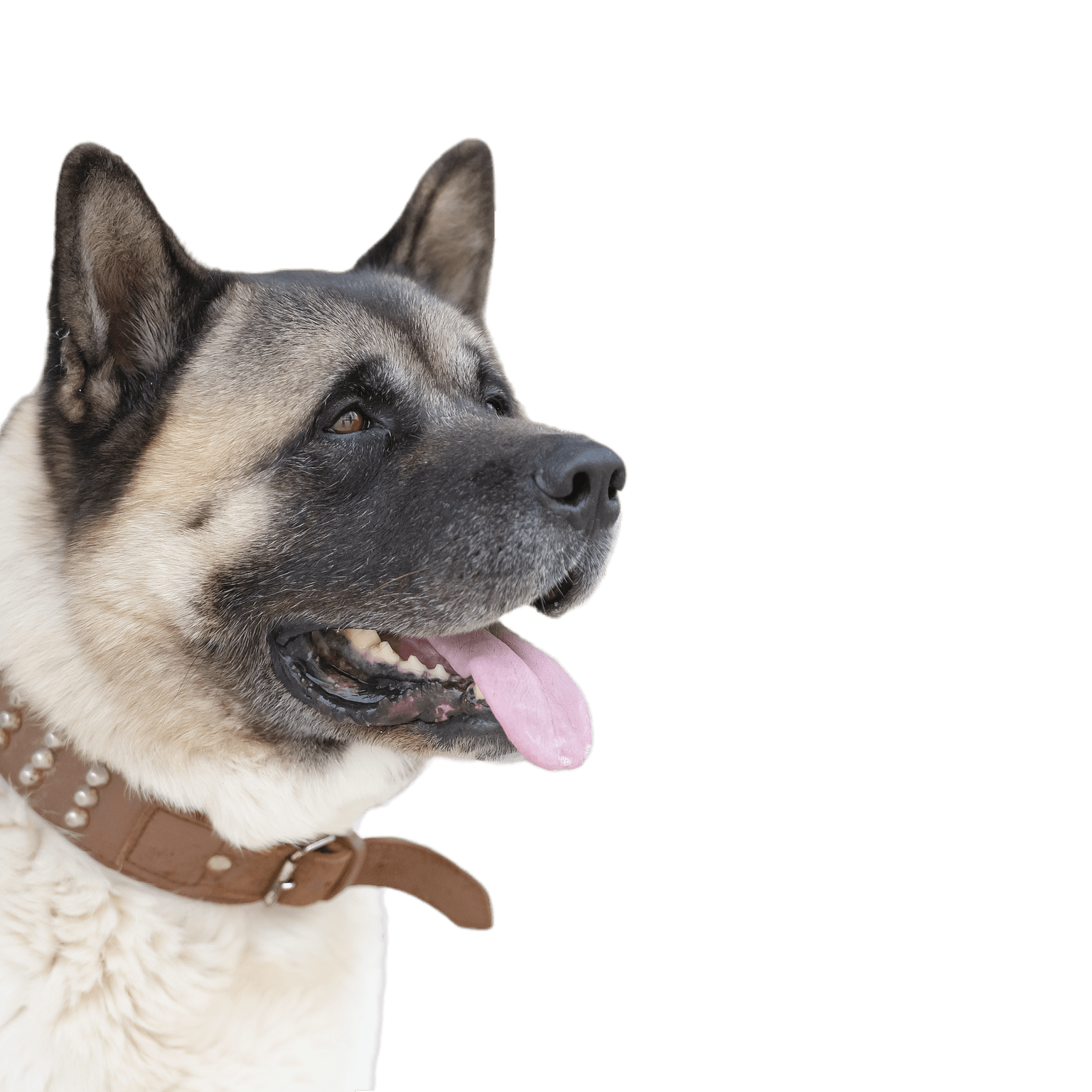 Portrait of an American Akita on the door. Nordic dog.