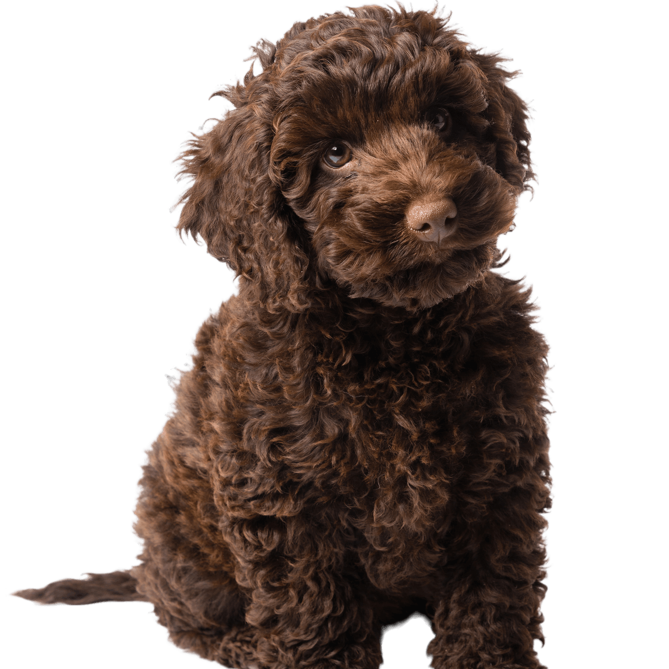 Labradoodle mini puppy 10 weeks old brown Labradoodle mini puppy dog