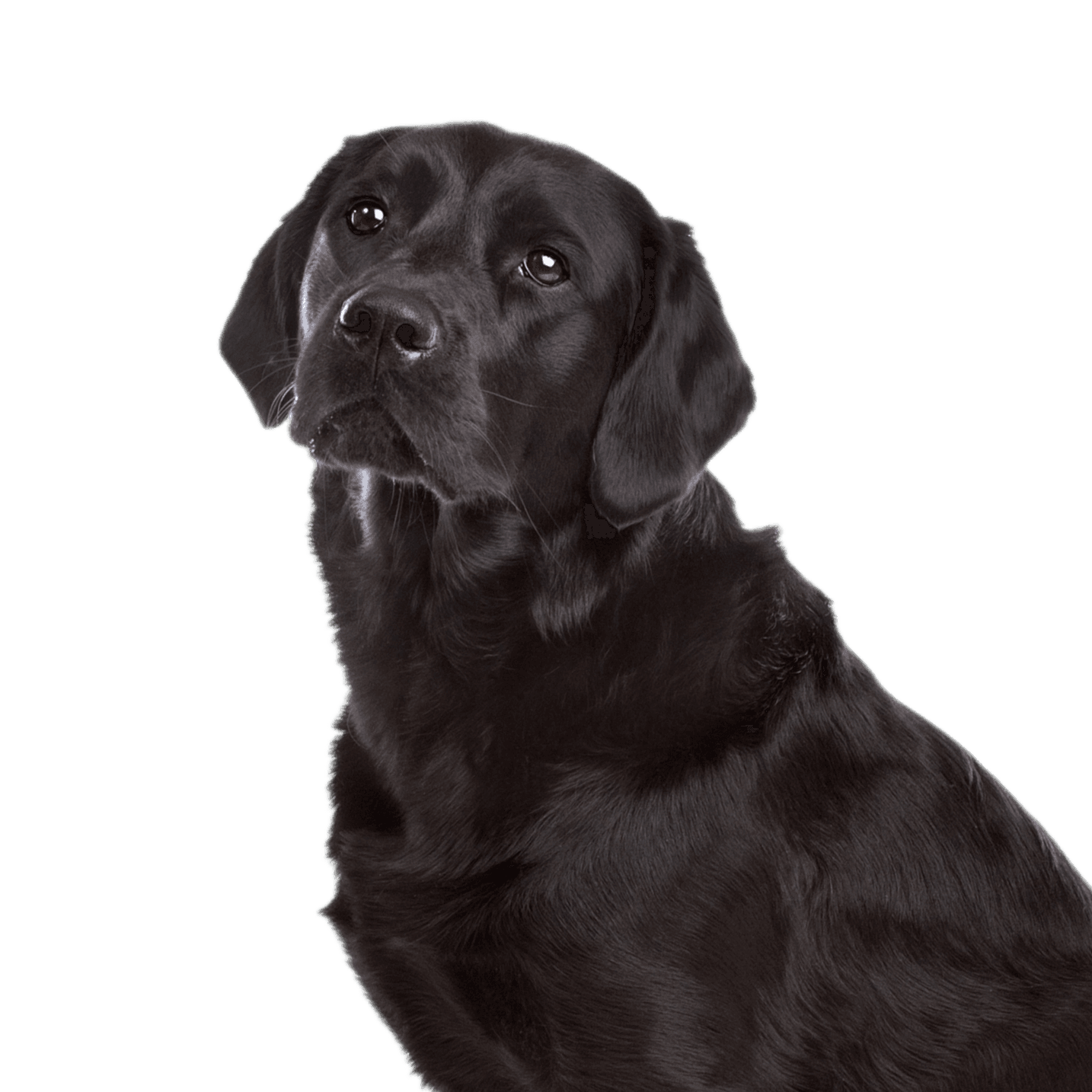 Mixed breed dog from a Labrador and a Flat-Coated Retriever Mixed breed dog from a Labrador and a Flat-Coated Retriever in front of a white background