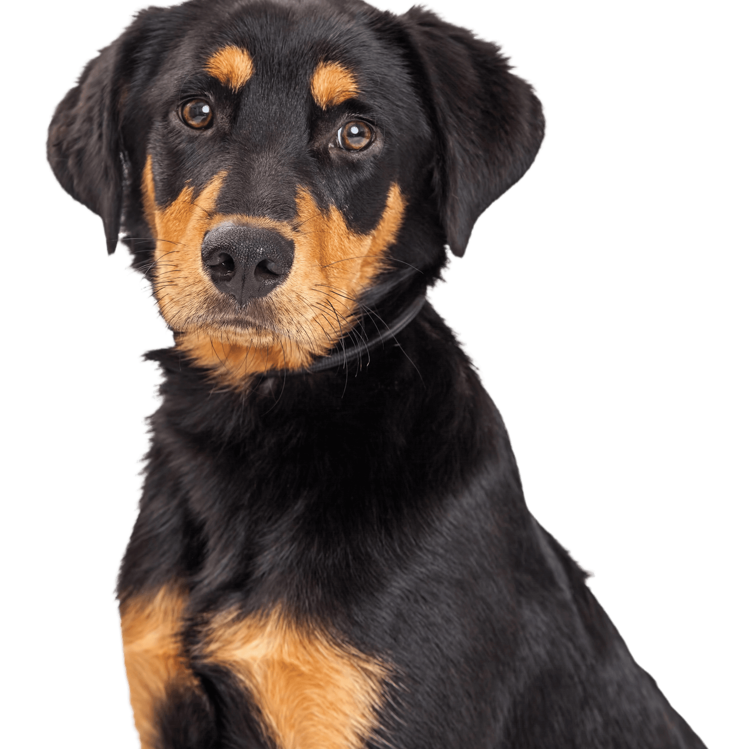 Rottweiler and Labrador Retriever crossbreed puppy Portrait of a cute Rottweiler and Labrador Retriever mix dog, eight months old, isolated on a white background