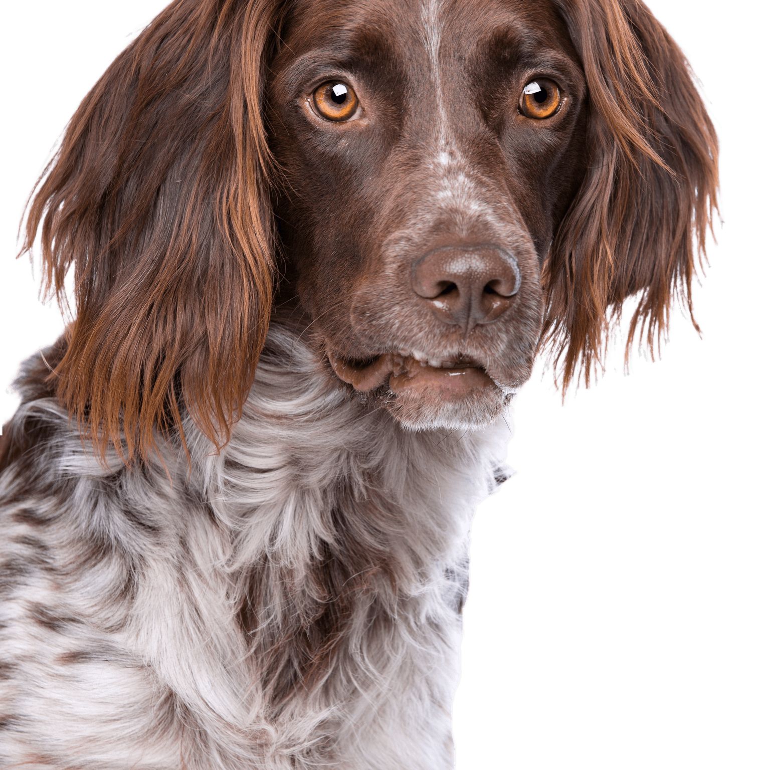 The small Münsterländer, also called Heidewachtel, in front of a white background