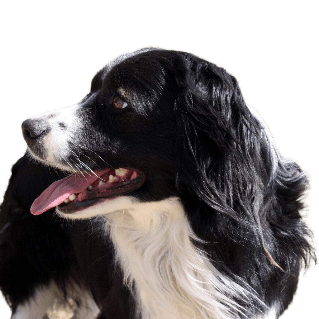 Profile of the Border Collie-Corgi mix dog Dogs are beautiful and wonderful companions. There are so many different breeds of dogs, all shapes and sizes. Service dogs, guide dogs, dogs for the deaf, search and rescue dogs and many more. It's no wonder that dogs are such an important part of human life.