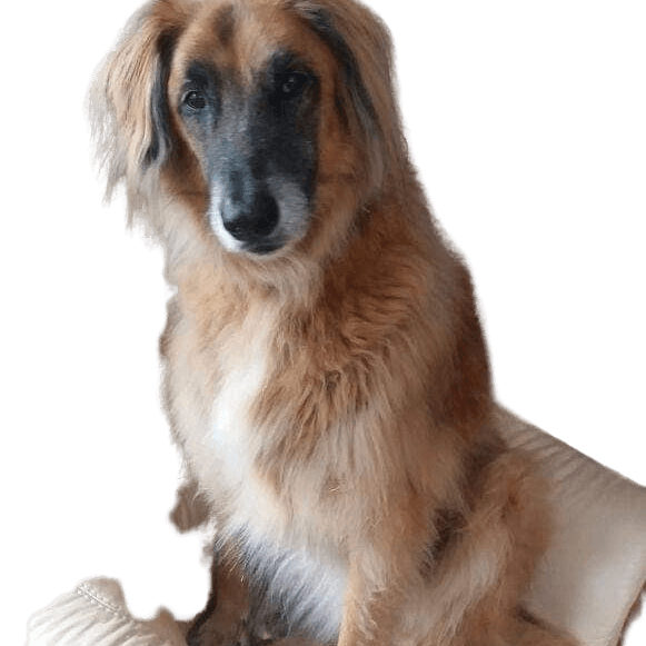 Afghan Sheepdog © Marianne Feyder Hund,Hunderasse,Fleischfresser,Leber,Schnurrhaare,Begleithund,Fawn,Schnauze,Sportliche Gruppe,Canidae,