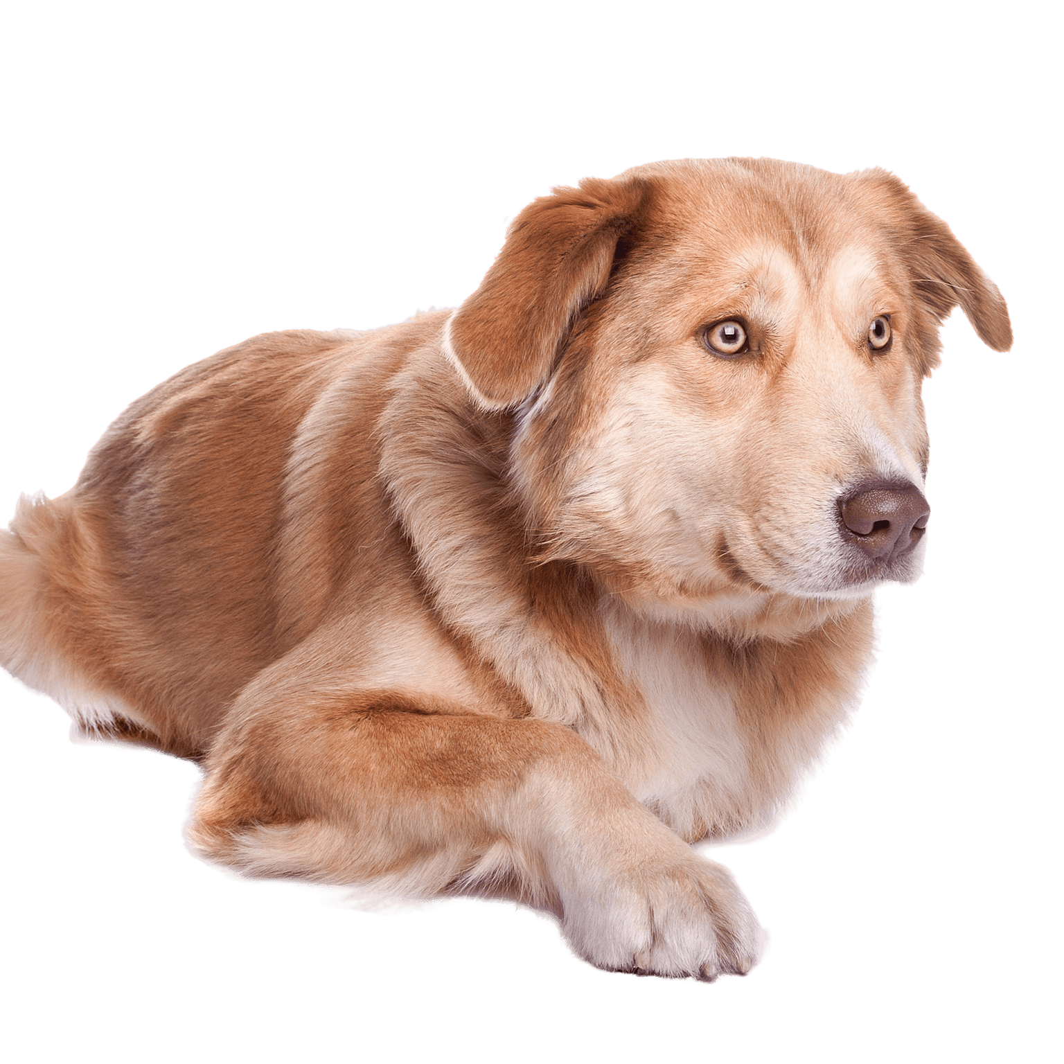 Aidi breed description Aidi dog breed