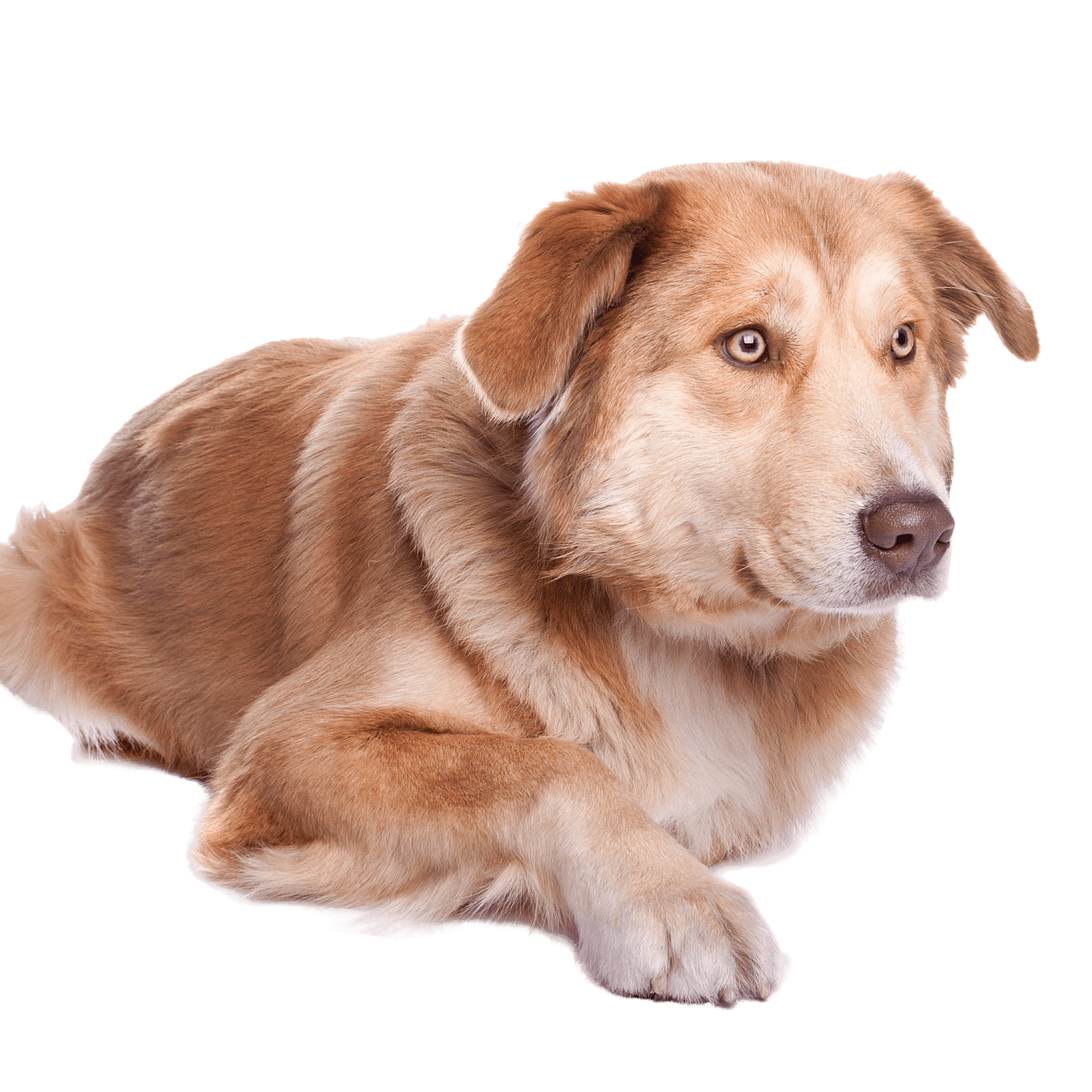 Aidi dog breed