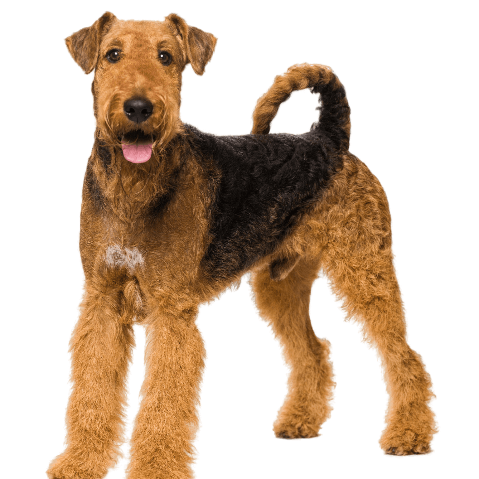 Airedale Terrier dog