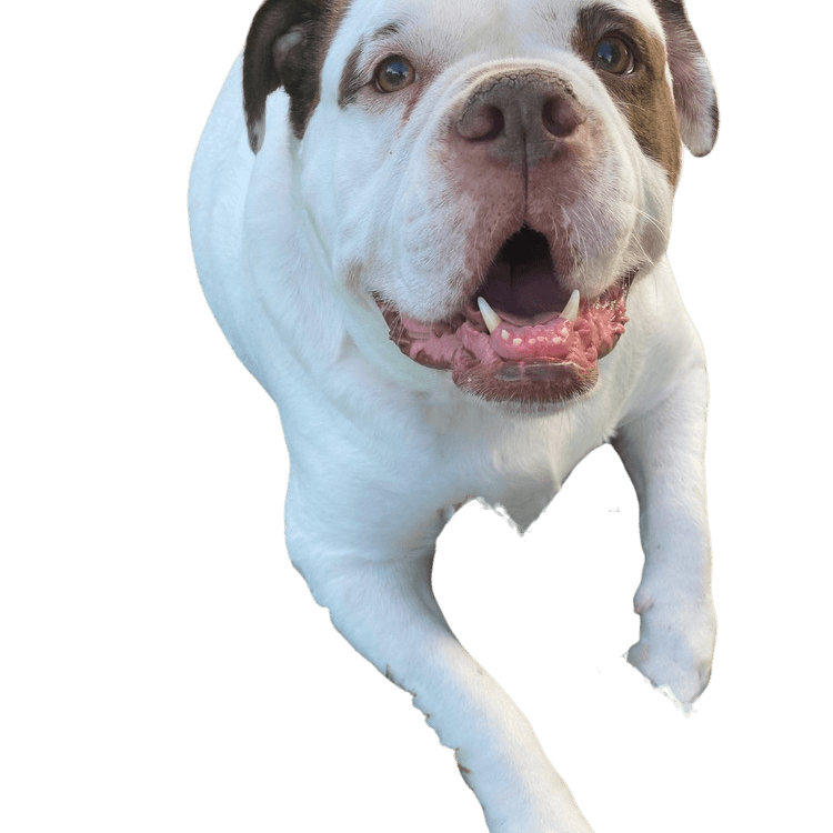 alapaha blue Blood Bulldog breed description, character, temperament, brown white Bulldog dog from America, American dog breed, unknown dog breed, large dog from USA, Bulldog breed