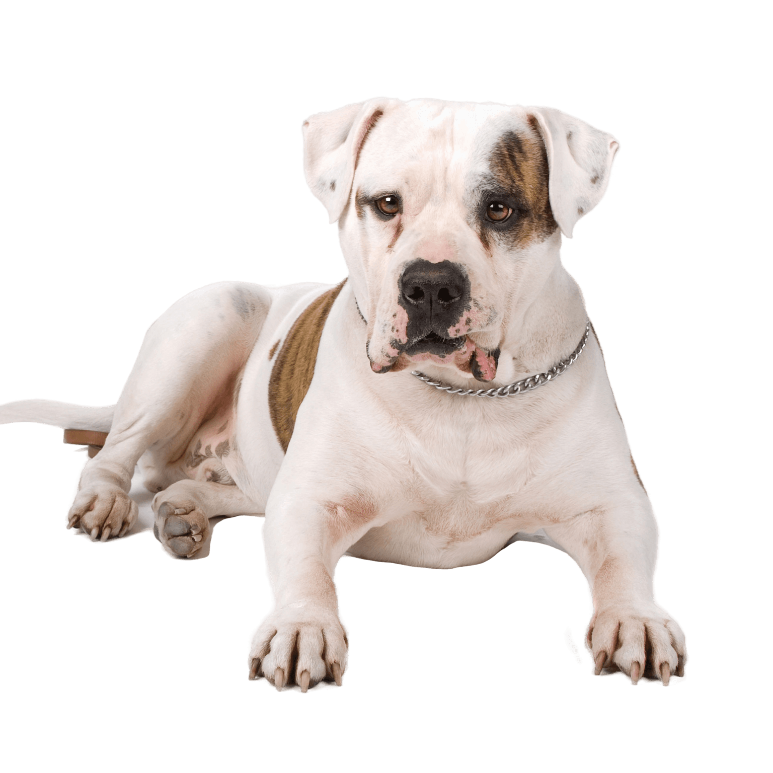 American Bulldog Breed Description