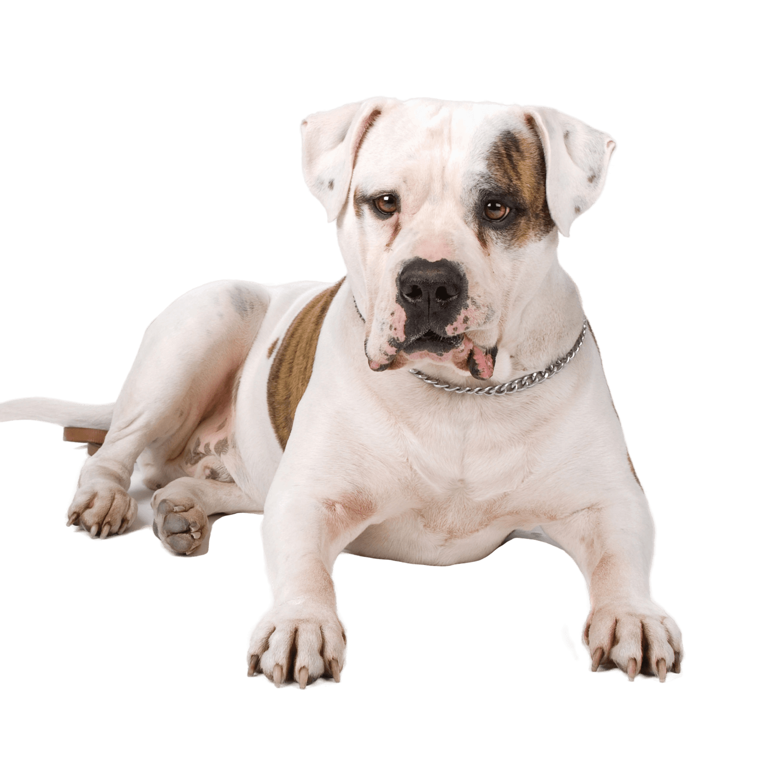 American Bulldog Profile Picture American Bulldog Breed Description
