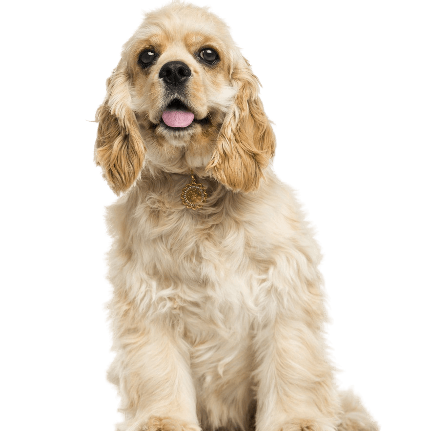 American Cocker Spaniel Profile Picture American Cocker Spaniel Dog