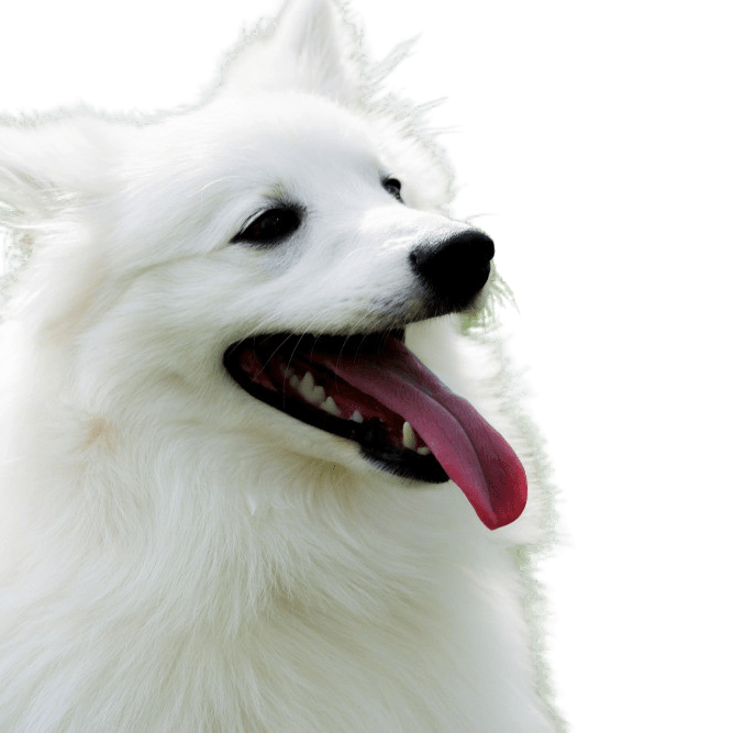 American eskimo dog breed description, intelligent dog breed from America, German Spitz, Urspitz, Spitz white