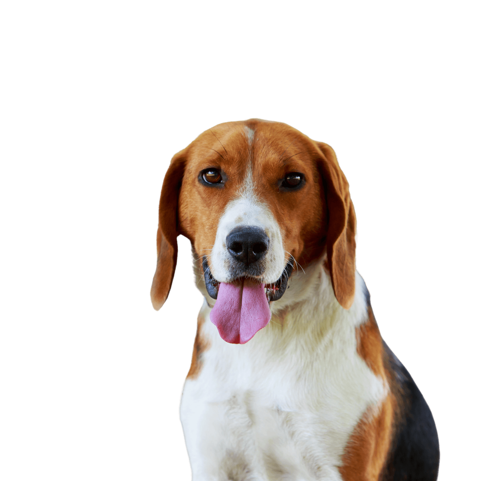 American Foxhound breed description American Foxhound breed description, dog similar to Beagle