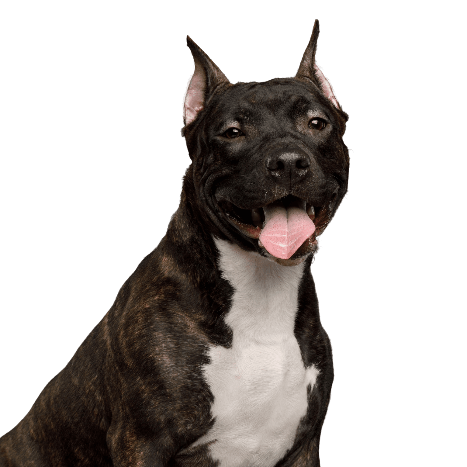 American Steffordshire Terrier with prick ears Dog,Mammal,Vertebrate,Dog breed,Canidae,Carnivore,American staffordshire terrier,American pit bull terrier,Bull and terrier,Snout,