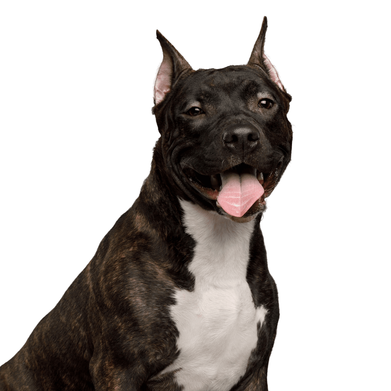 Dog,Mammal,Vertebrate,Dog breed,Canidae,Carnivore,American staffordshire terrier,American pit bull terrier,Bull and terrier,Snout,