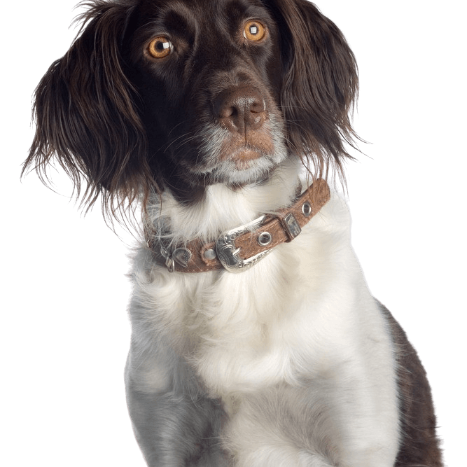American Water Spaniel breed description American Spaniel, Water Spaniel, American Water Spaniel Breed Description