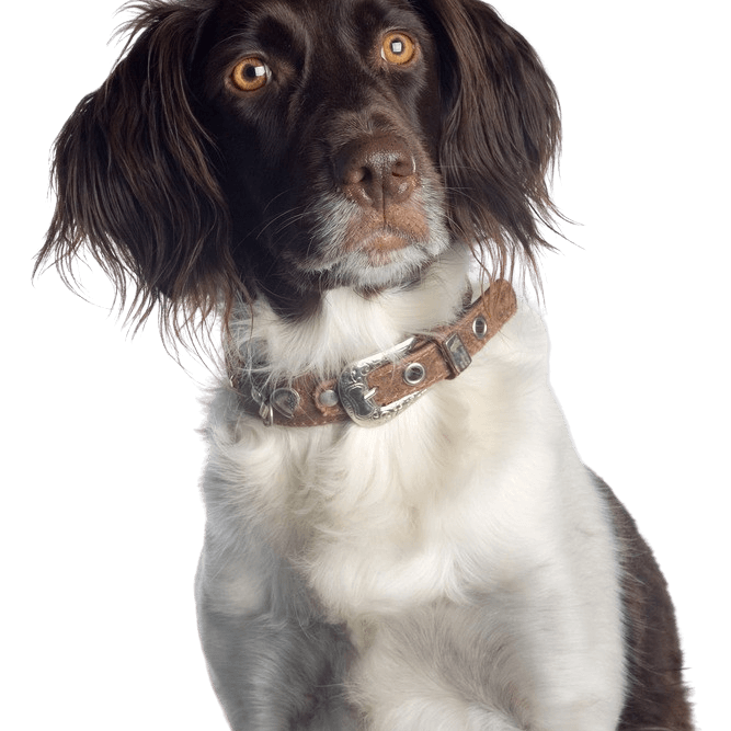 American Spaniel, Water Spaniel, American Water Spaniel Breed Description