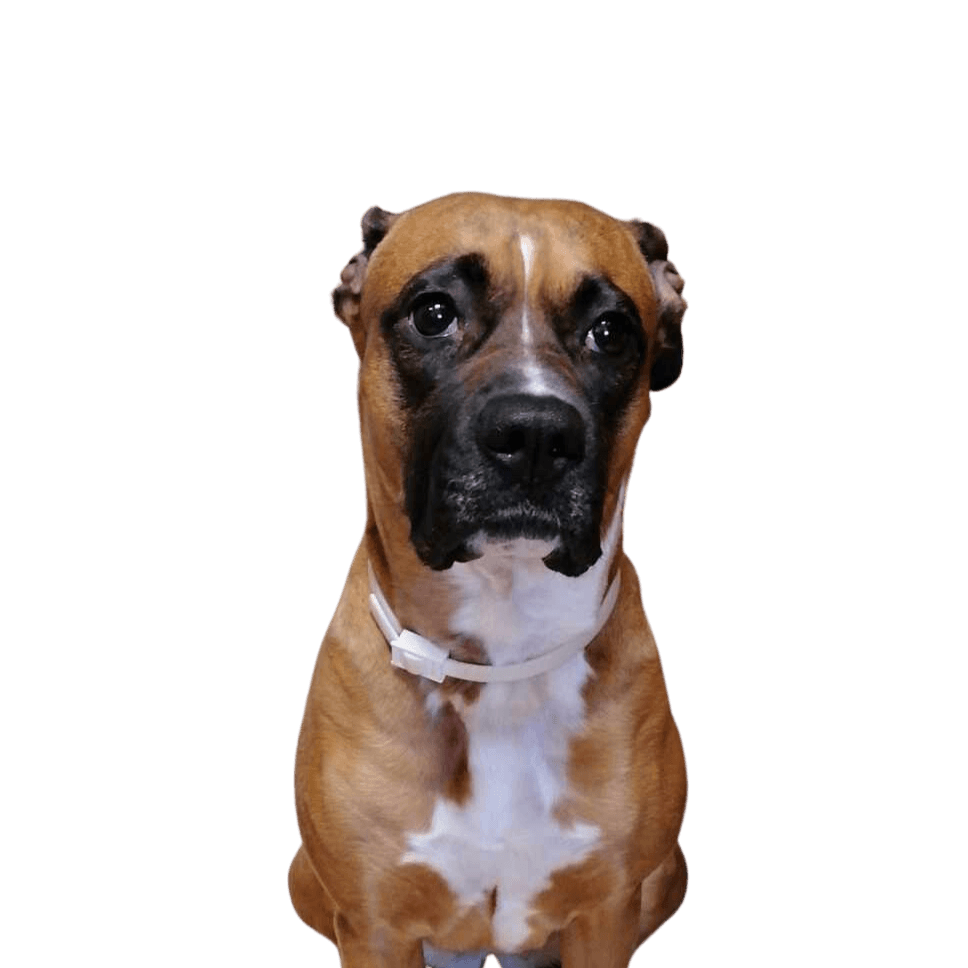 Dog,carnivore,collar,companion dog,dog collar,working animal,liver,dog breed,pet supplies,molosser,