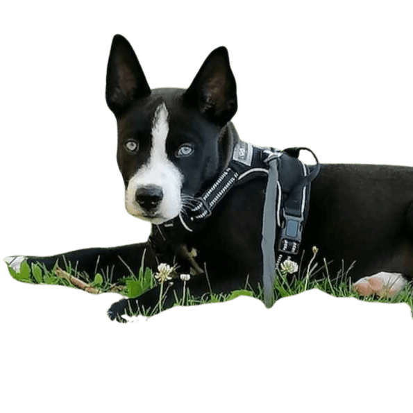 Dog,dog breed,carnivore,collar,companion dog,muzzle,whiskers,boston terrier,dog accessories,mcnab,